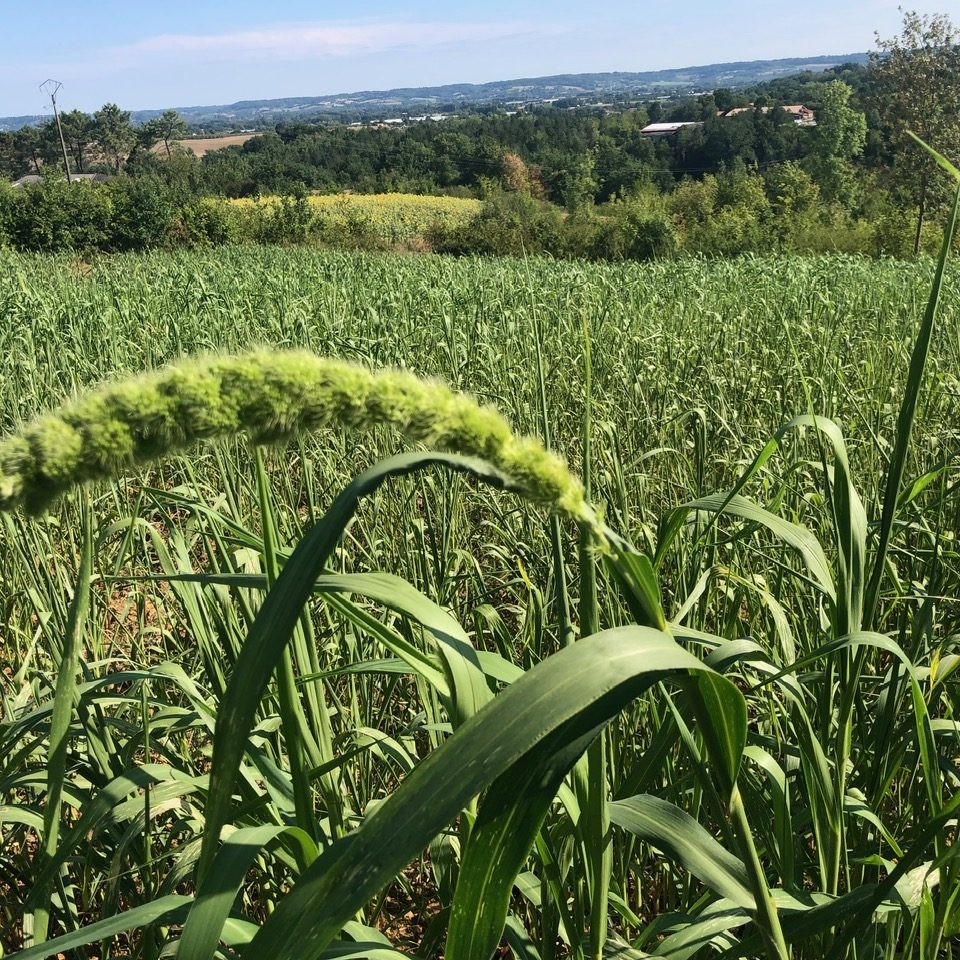 le millet, star du futur;;;?!